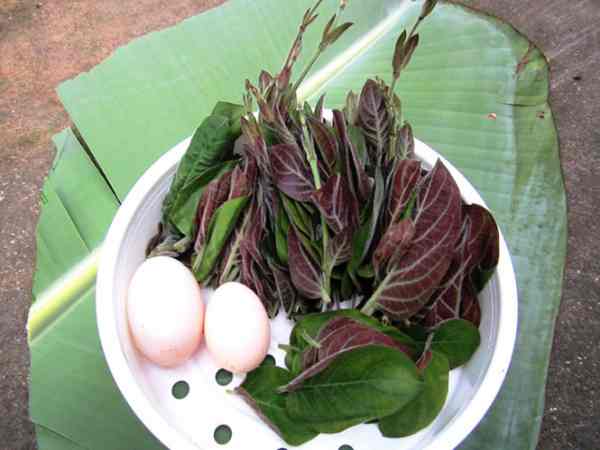 Một số tác dụng khác của lá mơ trong điều trị bệnh Một số tác dụng khác của lá mơ trong điều trị bệnh