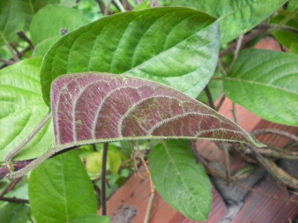 Bài thuốc điều trị táo bón bằng lá mơ hiệu quả Lá mơ bài thuốc trị táo bón hiệu quả