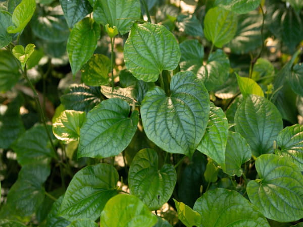 Những rủi ro khi ăn lá lốt sống