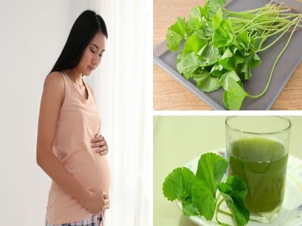 Lợi ích của rau má với bà bầu nếu dùng đúng cách