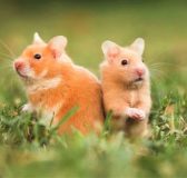 con số may mắn 8/4/2026 của tuổi Tý